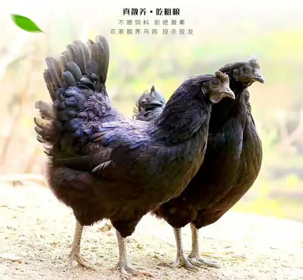 五黑鸡